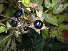 100 Atropa belladonna seeds Wicca herb 'deadly nightshade' 'Devil's cherry'