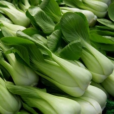 Bok Choy Seeds, Pak Choi White Stem, Non-GMO, Fast Growing, Free Shipping