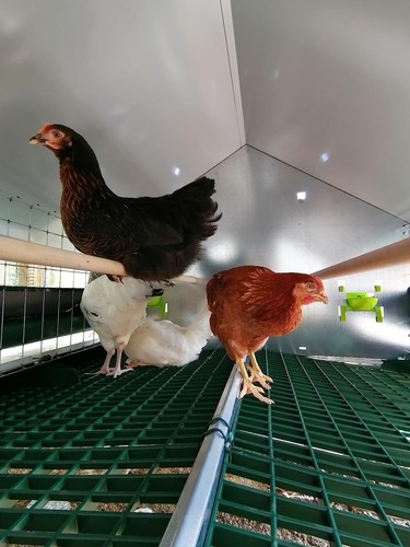 Pollaio da giardino per galline ovaiole – modello “REAL” 🐓 BOROTTO🔝ORIGINALE ❗ - Foto 3 di 13