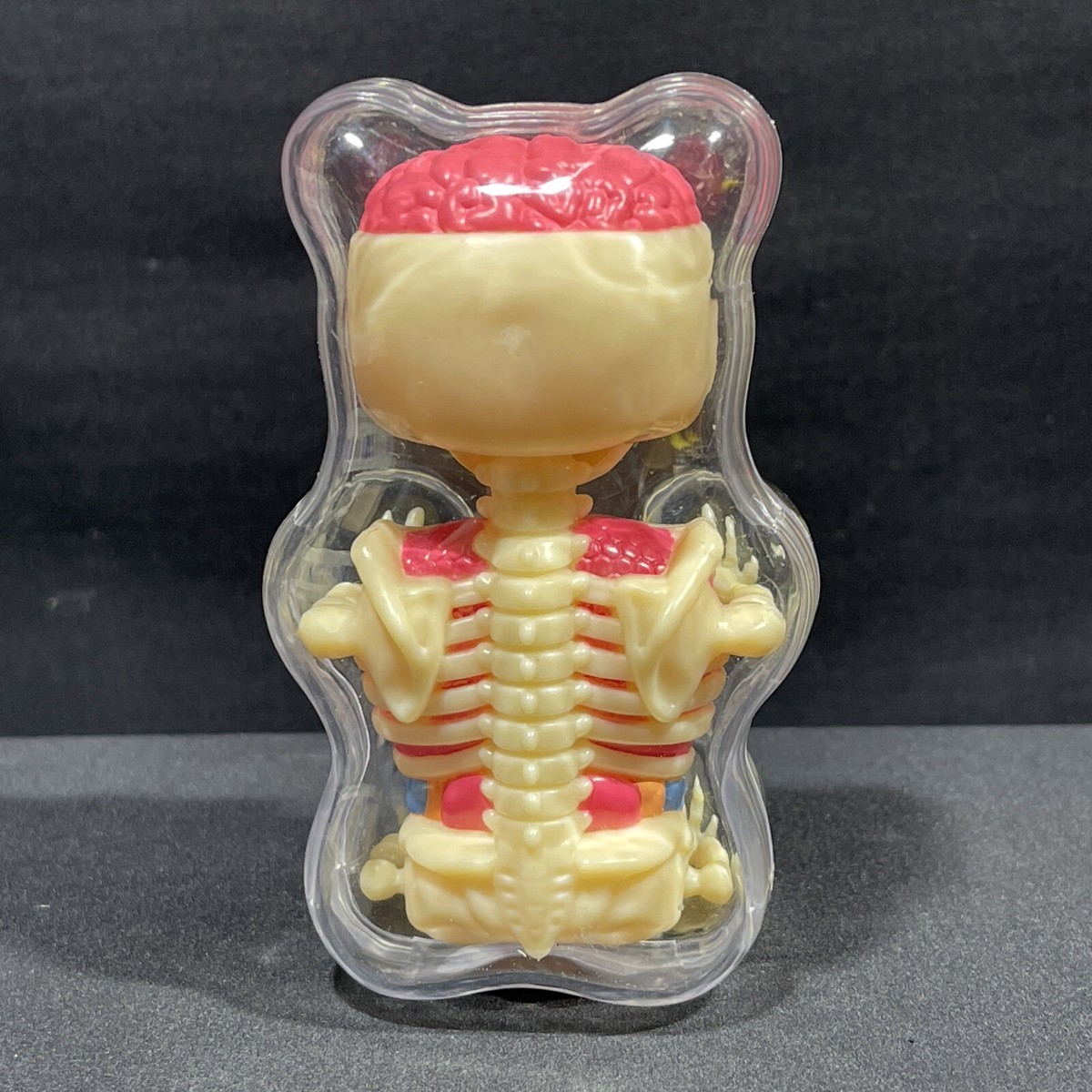 4D Master Baby Gummi Bear Skeleton Anatomy Model | eBay