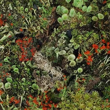 Live Lichen Assortment for Terrarium, Mossarium, Fairy Garden Ships Free