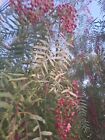 Schinus molle/ American Pepper 100 Seeds 2024 - Usa