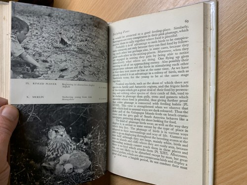 Libro de tapa dura ilustrado "Bird Life" Edward Armstrong 1949 primera edición (P3) - Imagen 16 de 18