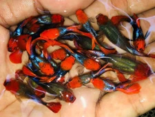 1 TRIO LIVE GUPPY FISH KOI TUXEDO HIGH QUALITY USA SELLER - 1 MALE 2 FEMALE