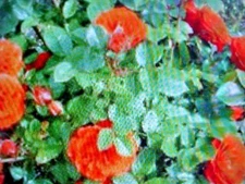 25 SEEDS  FRAGRANT CLIMBING THORNLESS BABY ORANGE COLOR ROSE SEEDS USA TX SELLER