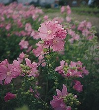 Malva alcea fastigiata 1,000 seeds