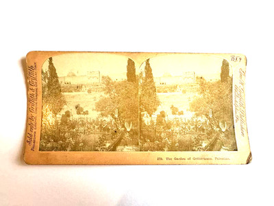Foto Stereo George W.Griffith, Garten Gethsemane, Jerusalem Palästina. #74