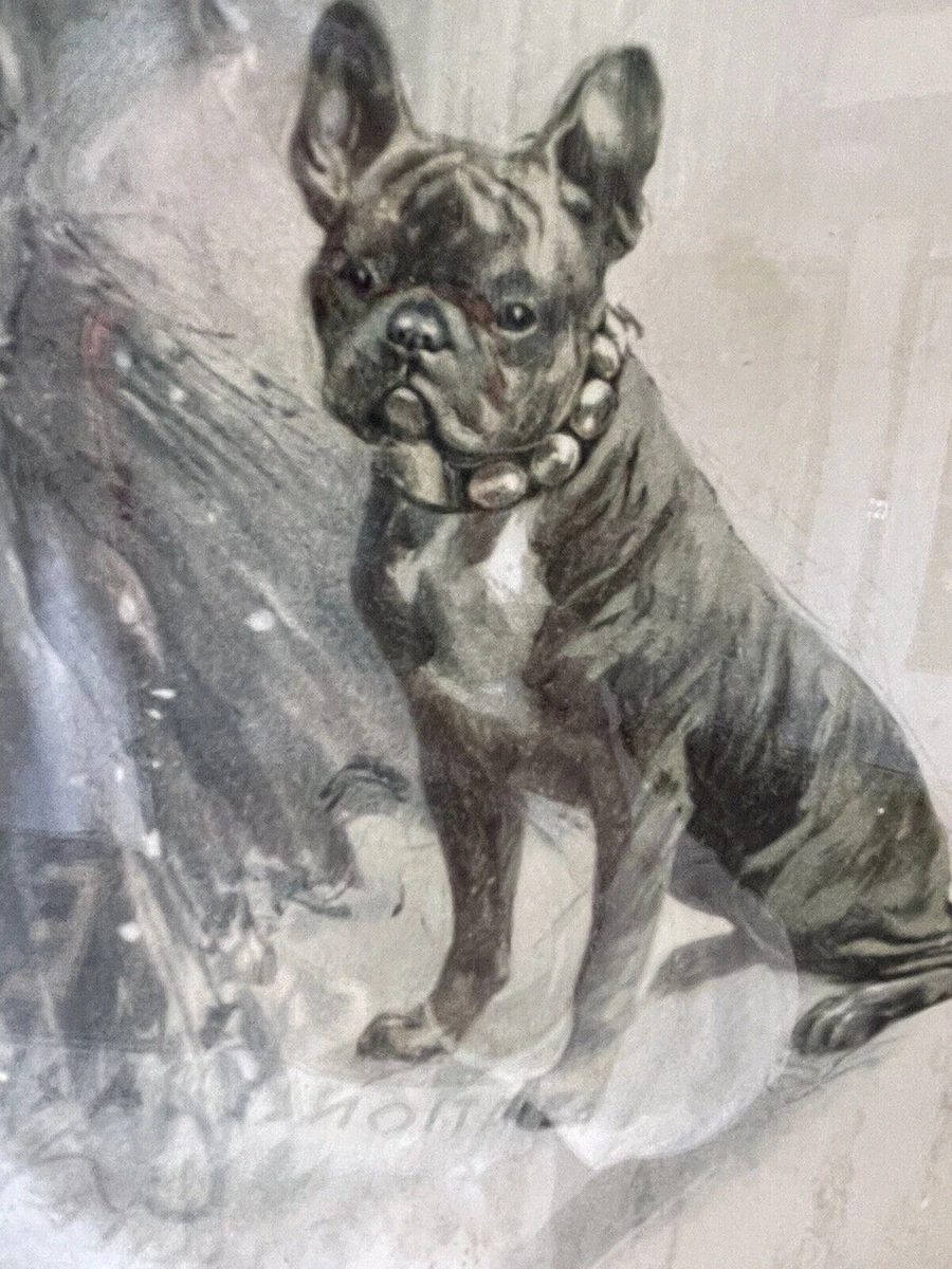 Victorian french bulldog sales