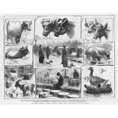 TIERE Bauernhoftiere auf der Molkereischau - antiker Druck 1876