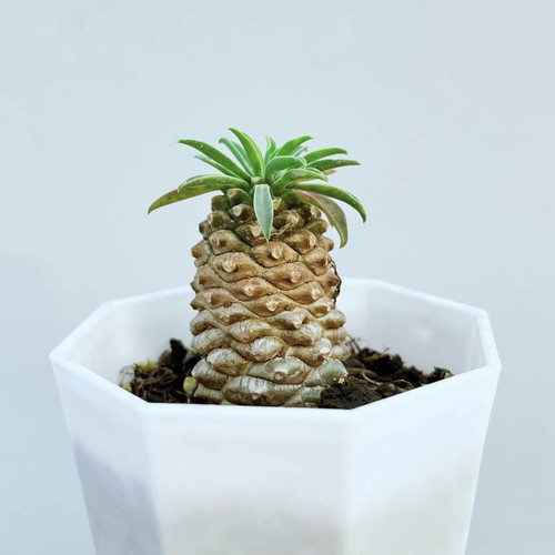 4-12CM Succulent Cactus Plant Euphorbia Bupleurifolia Cactaceae Beautiful Plant - Picture 10 of 21