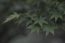 Nikon Ai-s Nikkor 180mm f/2.8 ED Teleobiettivo MF JAPAN #7649 [Testato!/Ecc+5]