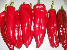 30 Sweet Red Marconi Pepper Seeds organic & heirloom-great for container growing