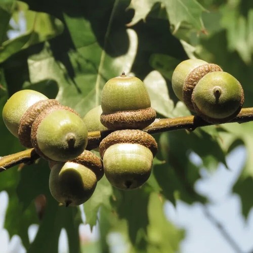 5 semi di quercia rossa (Quercus rubra) semi FRESCHI SPEDIZIONE GRATUITA " - Foto 4 di 4