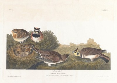 Vintage Bird Illustration Wall Art Poster - Nature Decor Home Decor