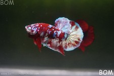 LIVE BETTA MALE HMPK RED BARONGSAI BOM-A548