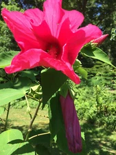 RED CHERRY Hibiscus True Perennial Flower Total OF 100 +  Seeds    USA Seller