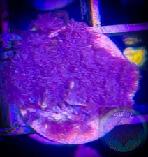 SAF~”WYSIWYG” Blue Anthelia Snowflake Coral Frag, Soft, LPS, SPS, Colony, live