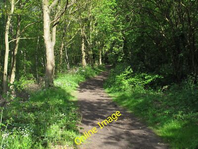 Foto 12x8 von Bäumen gesäumter Fußweg, Rowhedge Wivenhoe Dieser öffentliche Fußweg läuft c2013