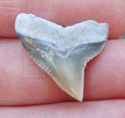 Scarce AURORA NC Fossil CARCHARHINUS DUSKY Shark Tooth LEE CREEK megalodon d01