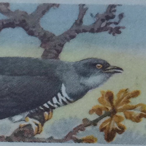 BIRD PORTRAITS Brooke Bond Tea Cards Sold Individually - take your pick - Picture 28 of 51