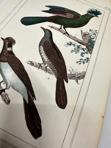 Buffon 1st Edition French Hand Colored Oiseaux Bird Engravings - Picture 3 of 6