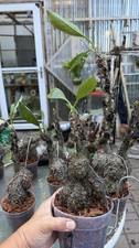 Hydnophytum Myrmecodia #1