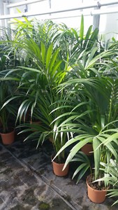monstera deliciosa plant 6-8ft Monstera Deliciosa- NYC, NJ, CT, Boston, Providence, Washington DC,  Baltimore, Philadelphia, Princeton, Long Island, and Upstate NY Local Plant main image 1