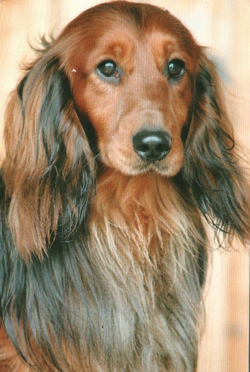 SUPER GORGEOUS LONG HAIRED DACHSHUND BLACK and TAN SAUSAGE DOG