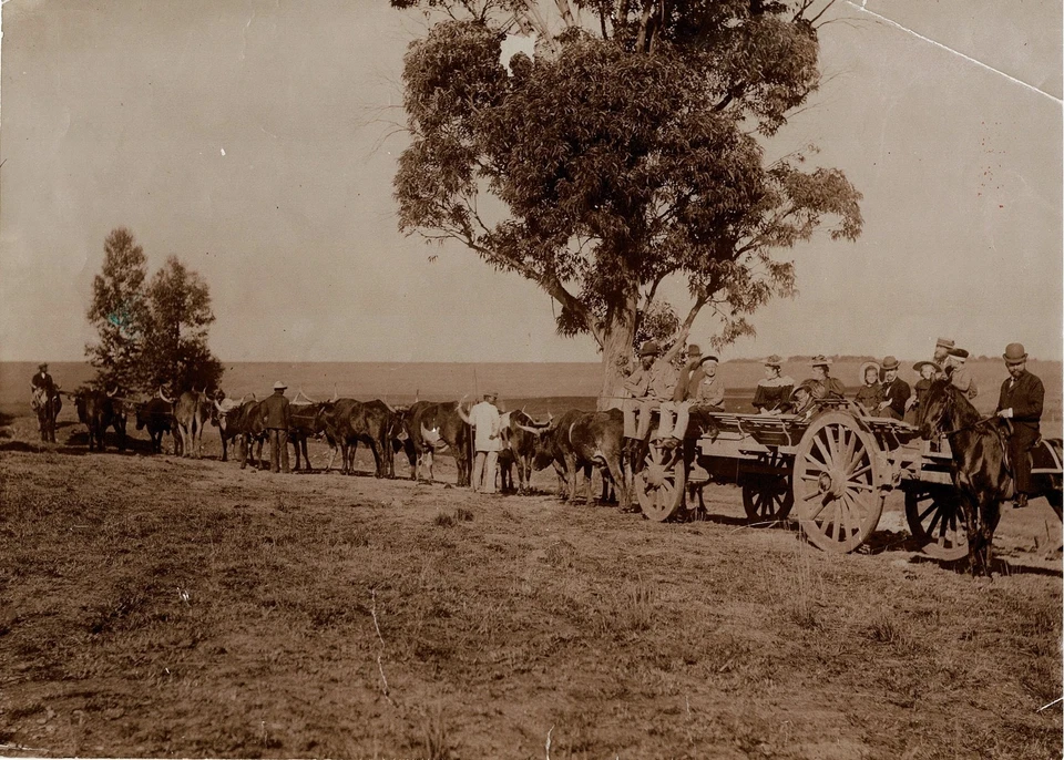 Lot of 2 Large Antique Photos SOUTH AFRICA c. 1900 - Ox Wagon Trek & Settlers - Image 3 of 4