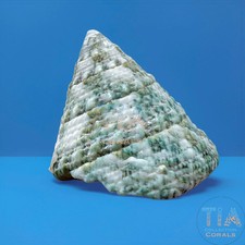 Turban Snail 5 lot Live Aquacultured