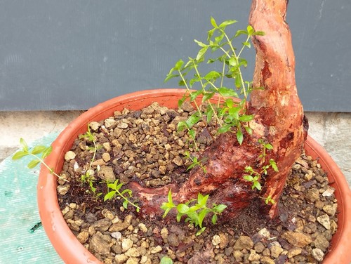 Bonsai Di Mirto 24x21cm In Vaso Da Interno Esterno Pianta Robusta Articolata ⭐ - Foto 7 di 13