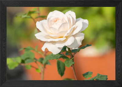 Rose im Garten Gerahmtes Wandbild Poster Leinwandbild Bild