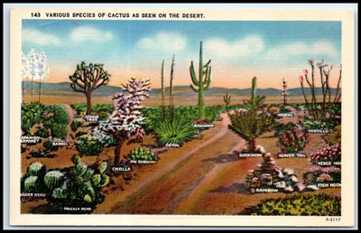 Postcard Various Species Of Cactus As Seen On The Desert.   B65