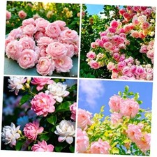 100 Pcs Climbing Jasmine Seeds for Planting - Arab Jasmine Plant Seeds to Plant