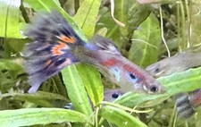 EIGHT 8 LIVE ASSORTED FANCY GUPPIES AQUARIUM FISH