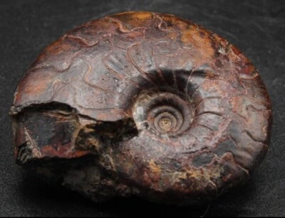 Fosil Fossil Goniatites Ammonites Enorme/ Huge Cymaclymenia Striata Clymenia - Imagen 1 de 4