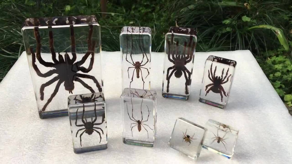 4 Insectes En Résine Transparente - Araignée, Scorpion, Coléoptère - Presse-Papiers Déco - Specimens Véritables