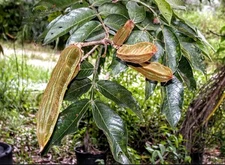 2-Live Trees Ice Cream Bean Tree 2-live Trees*