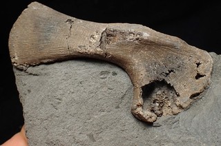 Fossil ichthyosaur scapula in shale Watchet bone Jurassic marine reptile UK rock