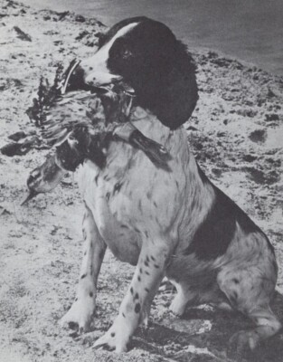 * English Springer Spaniel ''Duck'' - CUSTOM MATTED - Dog Art ''Photo Print'' - 1964