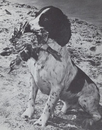 * English Springer Spaniel "Duck" - CUSTOM MATTED - Dog Art "Photo Print" - 1964