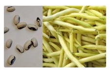 Gold Rush Bush Bean Seeds 50 seeds Organic