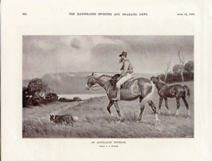 AUSTRALIAN SHEPHERD DOG WORKING Antique Dog Print - 1900 - Percy F S Spence