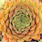 Salt Peanuts Live Succulent Plant Real Fully Rooted Home Garden 2" Pot