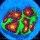 Corals of Eden ~ WYSIWYG Live Coral Frag ~ Bejeweled Favia Coral ~ LPS SPS — photo 4