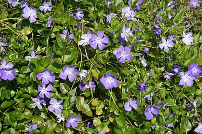 Photo 6x4 Periwinkle (Vinca major) Kintallan Whether native or naturalise c2009