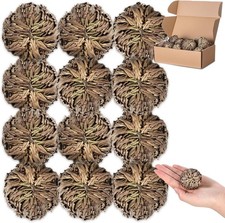 12 Pack Large Rose of Jericho Resurrection Plants for Home Decor