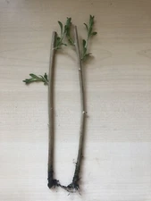 Rooted Goji Berry 2 Fresh Cutting Bare Root Live Plant Ready To Plant