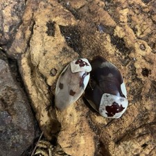 Live Pet Collector Roach Centurion Gyna Centurion 20 CT Mixed Nymphs