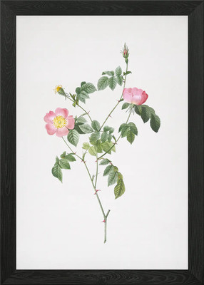 Rosa österreichische Kupfer Rose gerahmtes Wandbild Poster Leinwanddruck Bild